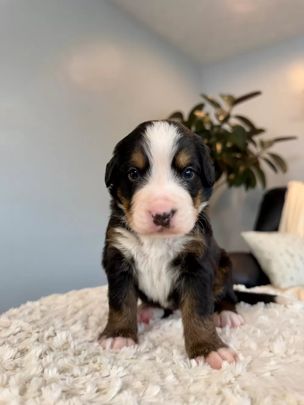 Bernese Mountain Dog