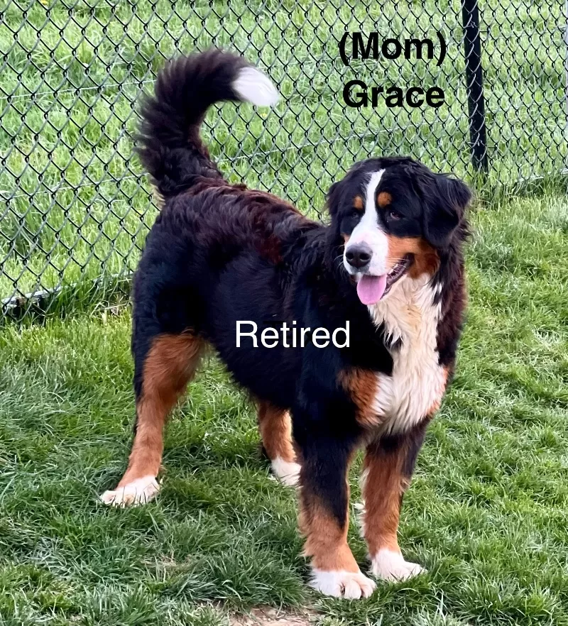 Puppy Name: Grace     (has  retired)