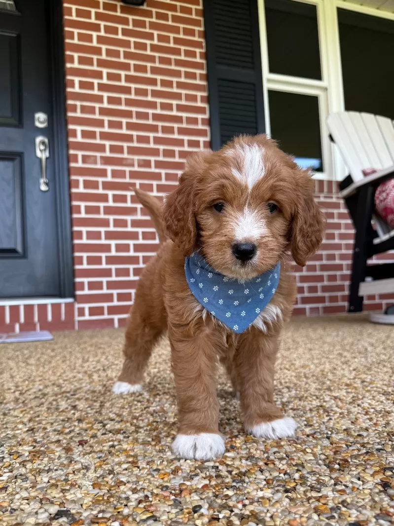 Zoey