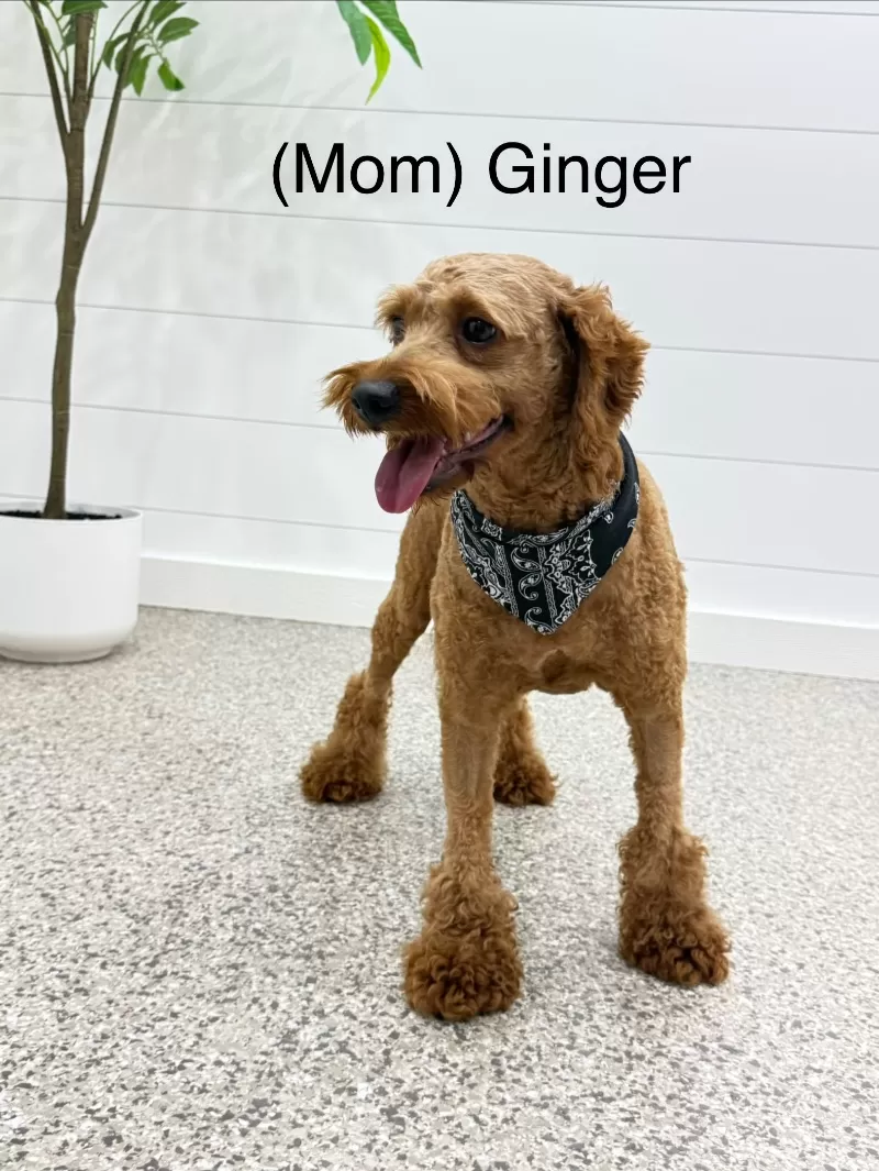 Puppy Name: Ginger