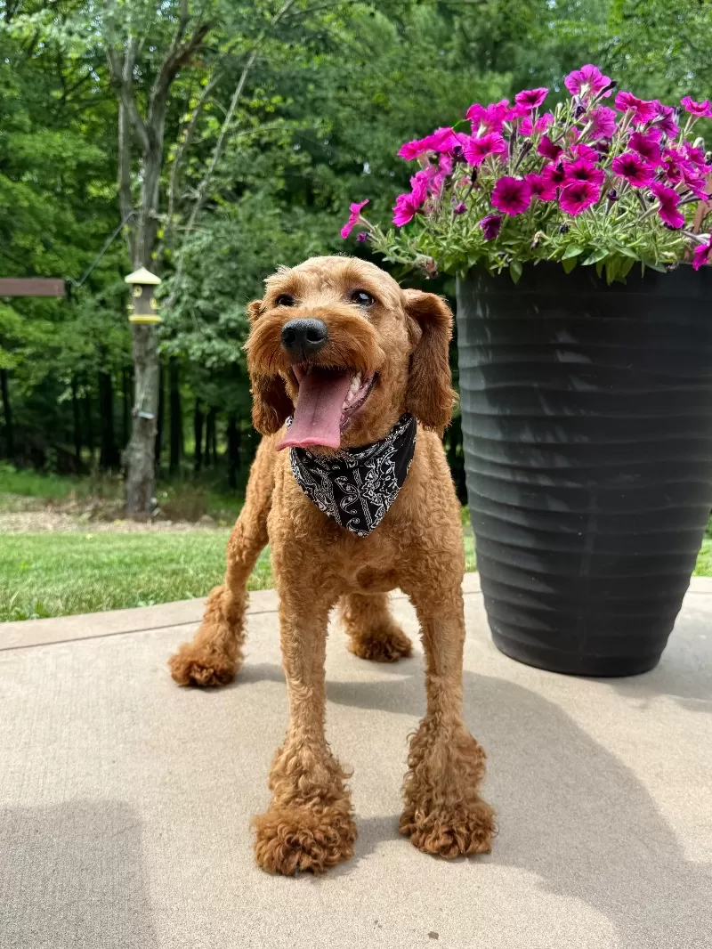 Ginger