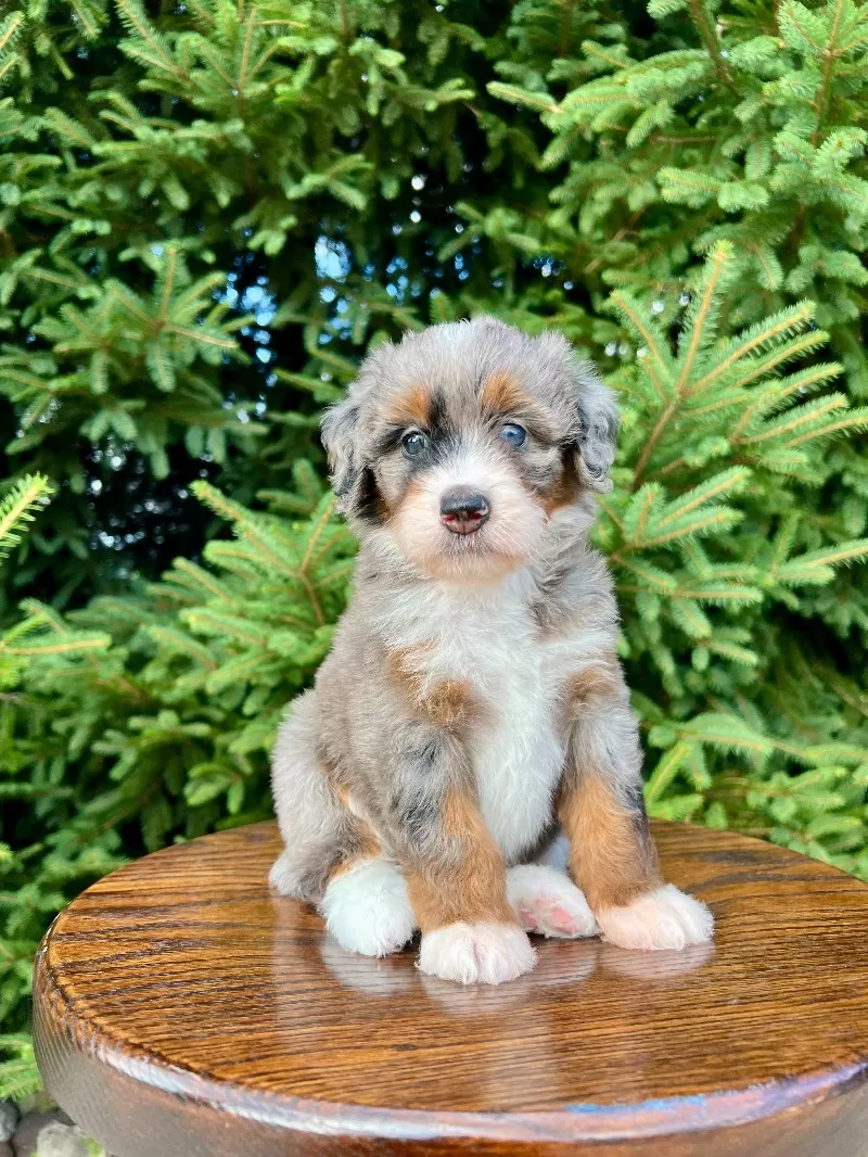 Puppy Name: Willa       (Serena)