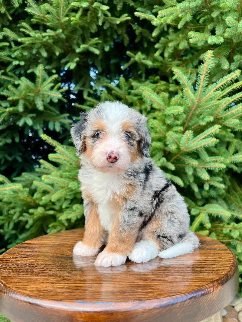 Puppy Name: Stella