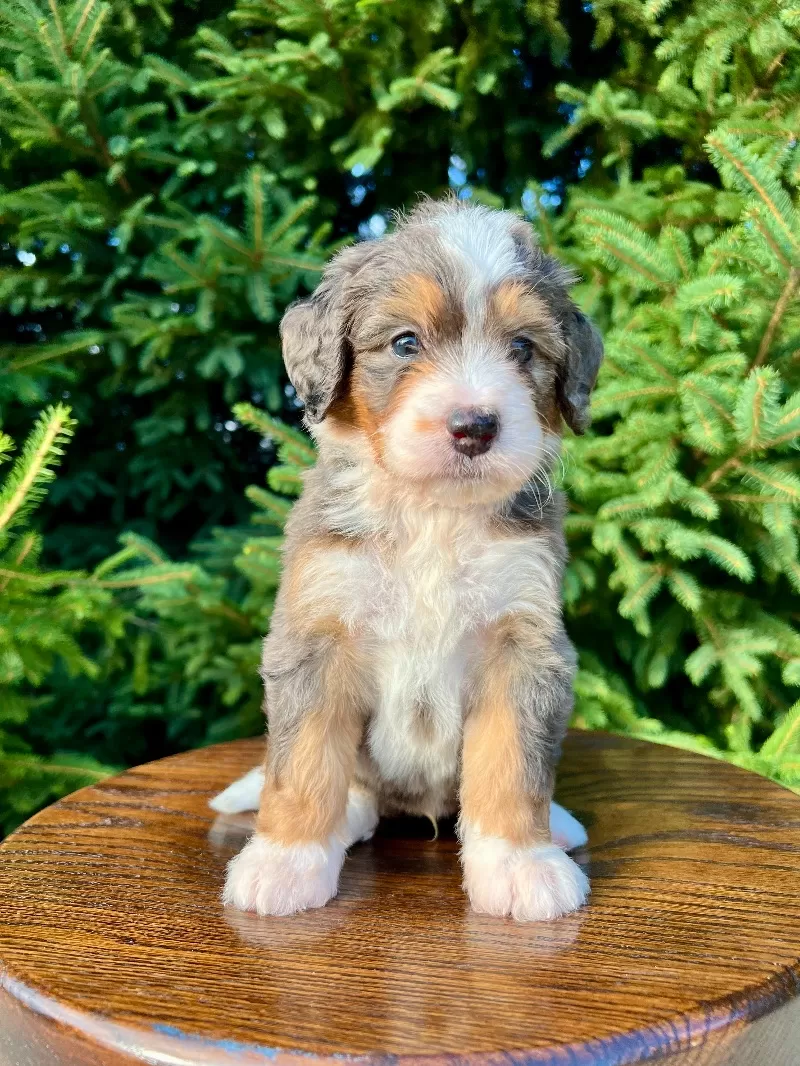 Puppy Name: Maverick    (Grady)