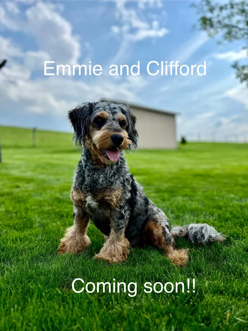 Puppy Name: Emmie and Clifford’s litter