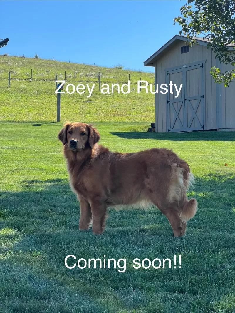 Puppy Name: Zoey and Rusty’s litter