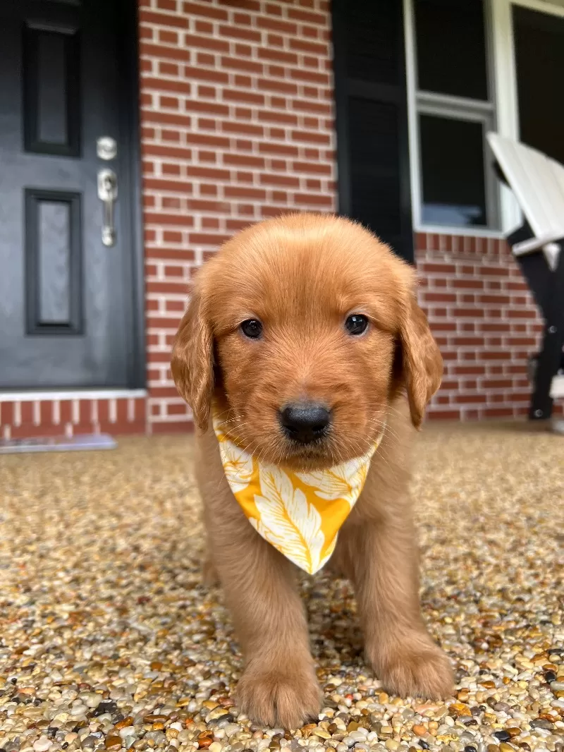 Puppy Name: Ginger