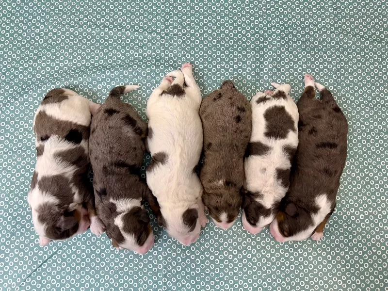 Kate and Tundra’s litter