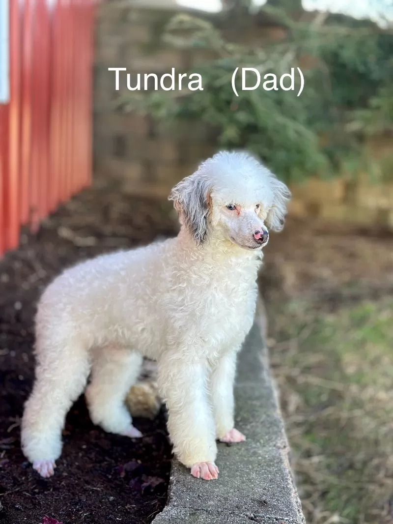 Kate and Tundra’s litter