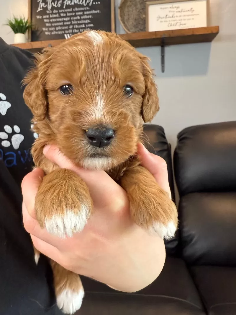 Ellie Whitney   (Ellie)
