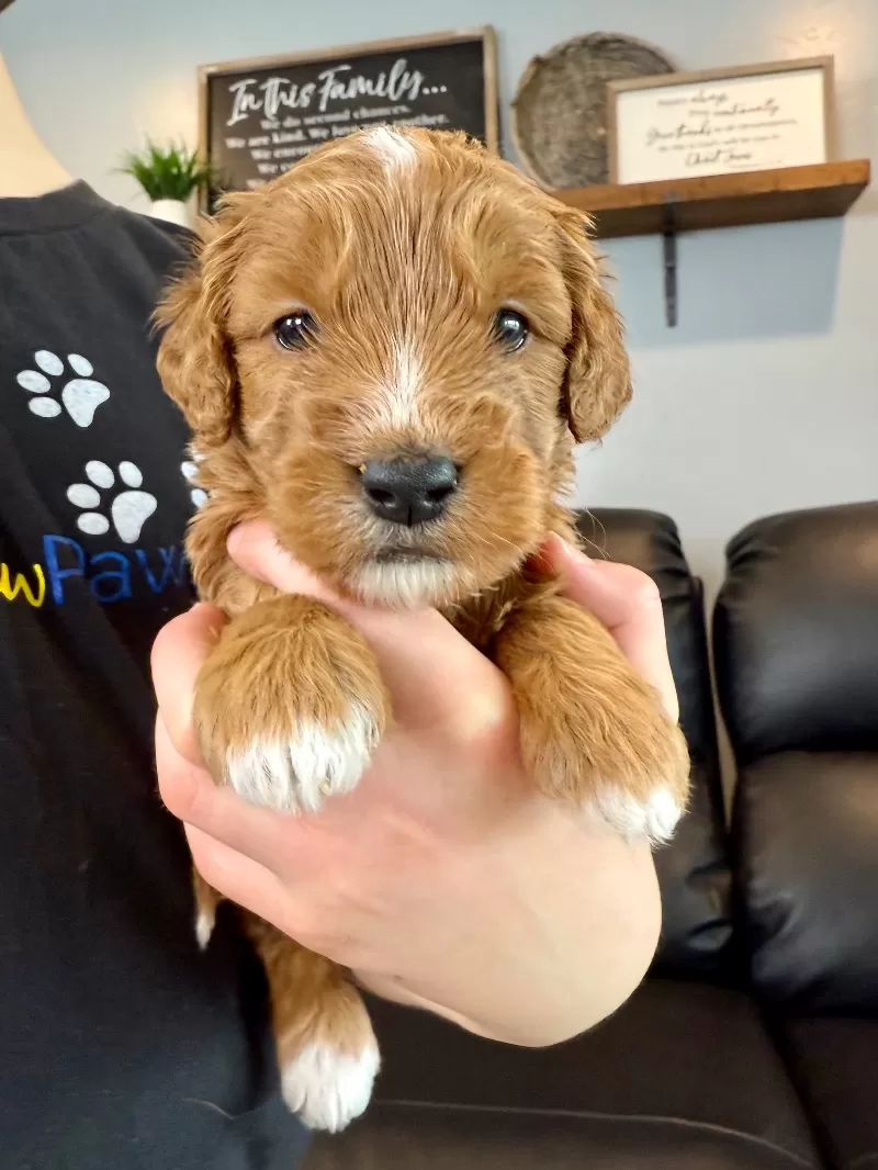 Ellie Whitney   (Ellie)
