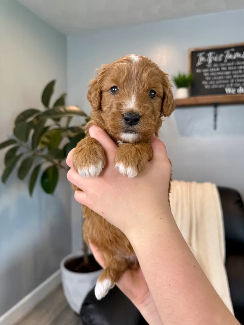 Ellie Whitney   (Ellie)