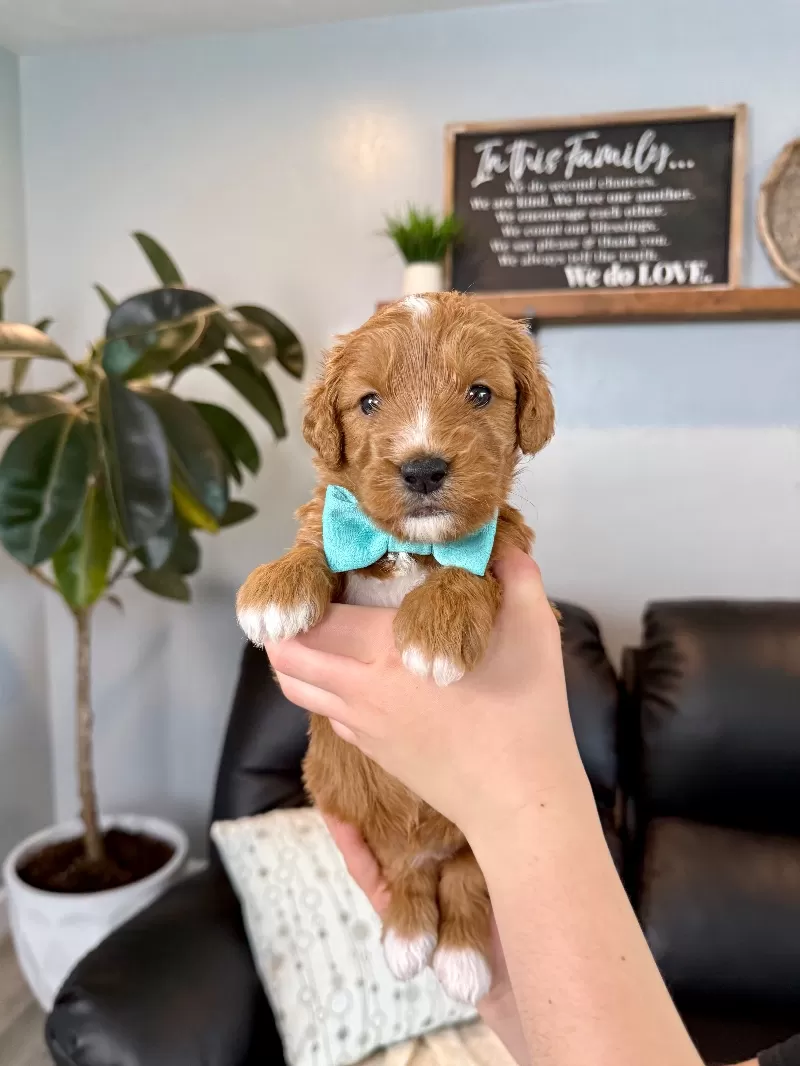 Ellie Whitney   (Ellie)
