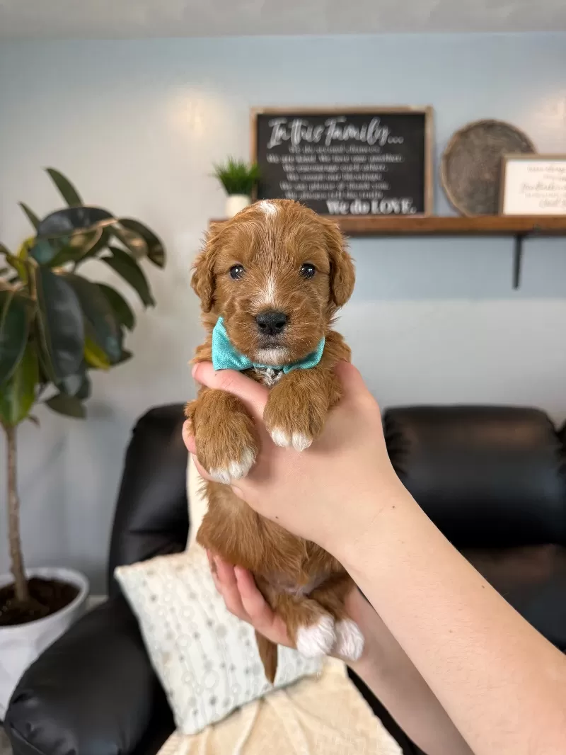 Ellie Whitney   (Ellie)