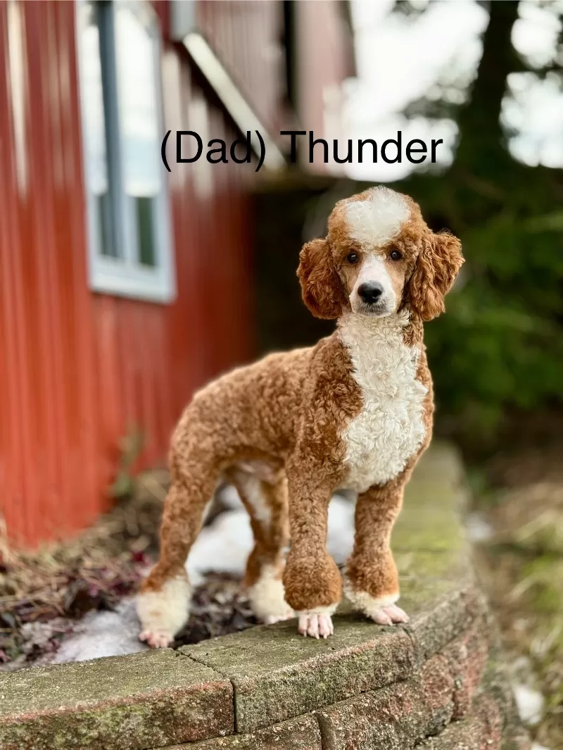 Coming soon!💖 Grace and Thunder