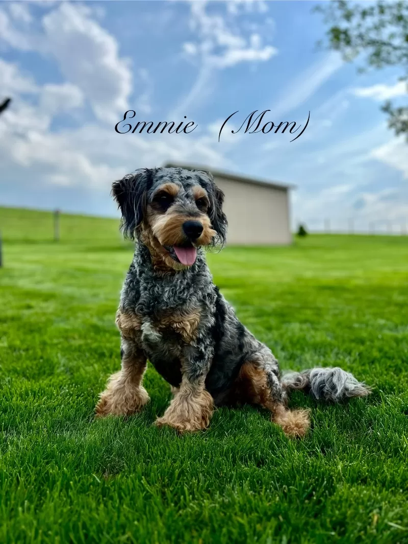 Coming soon!🥰Emmie and Clifford