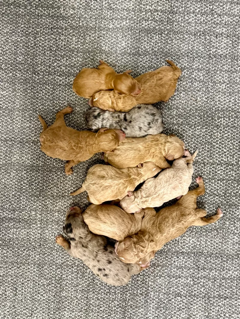 🥰Emmie and Clifford puppies are here!!