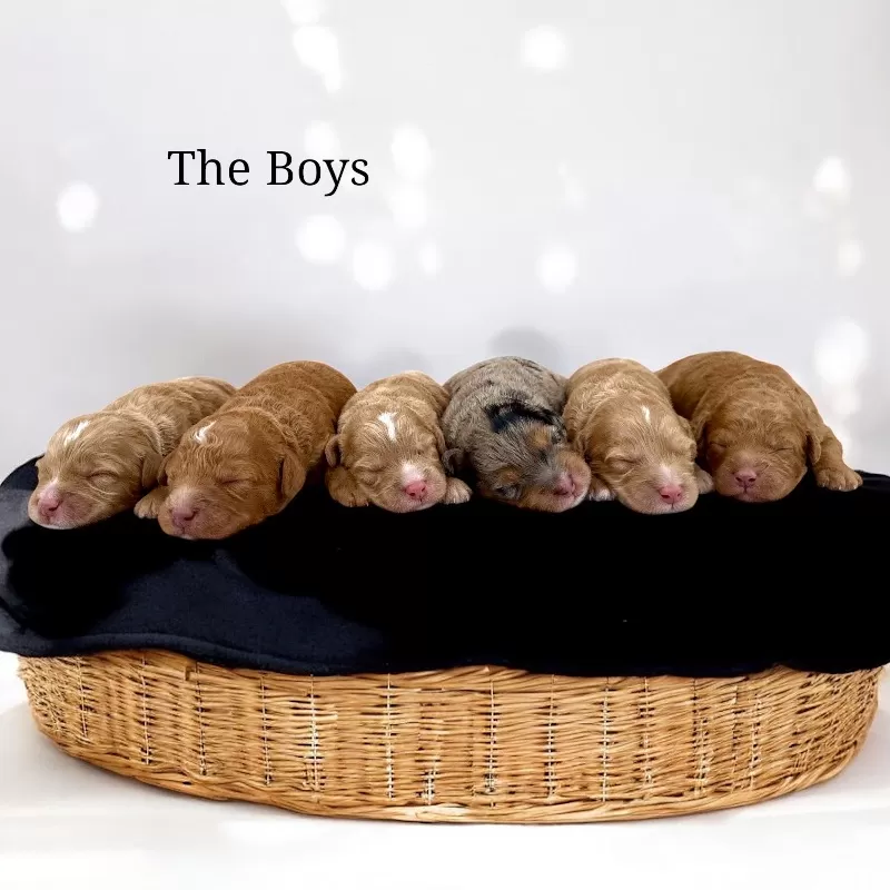 🥰Emmie and Clifford puppies are here!!