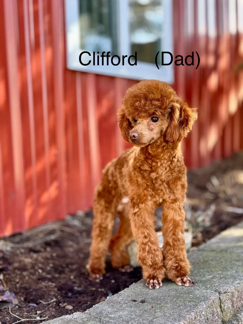 Coming soon!🥰Emmie and Clifford