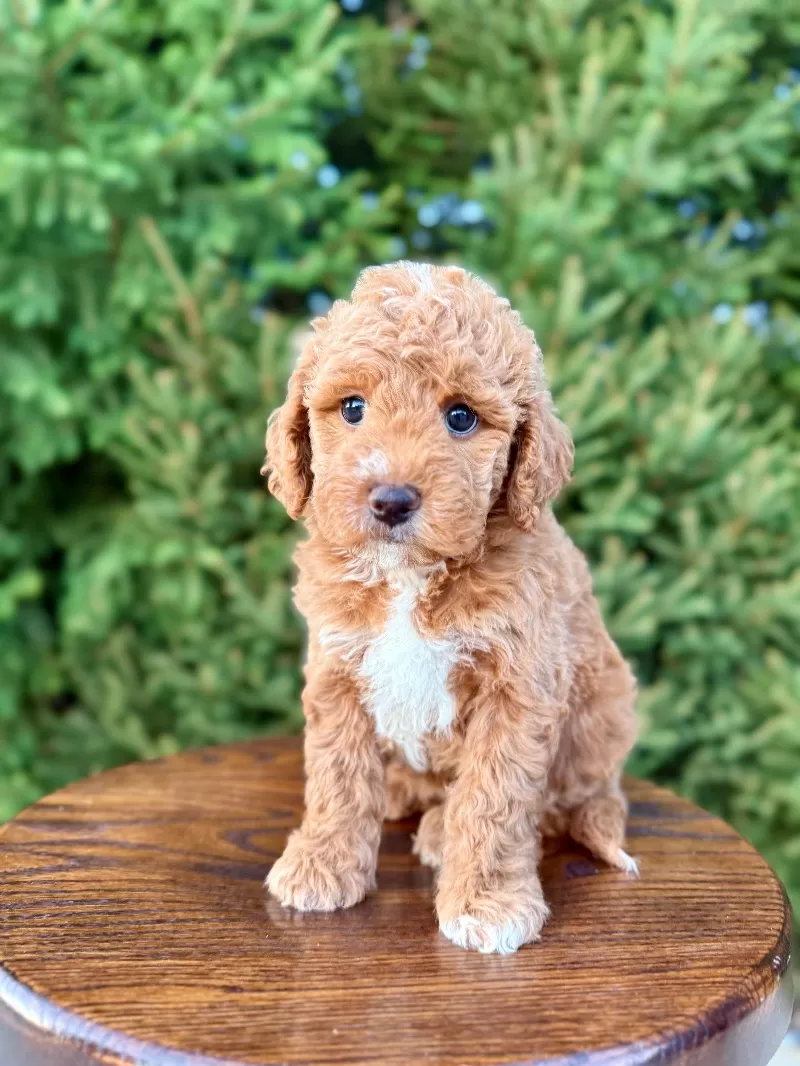 Willow