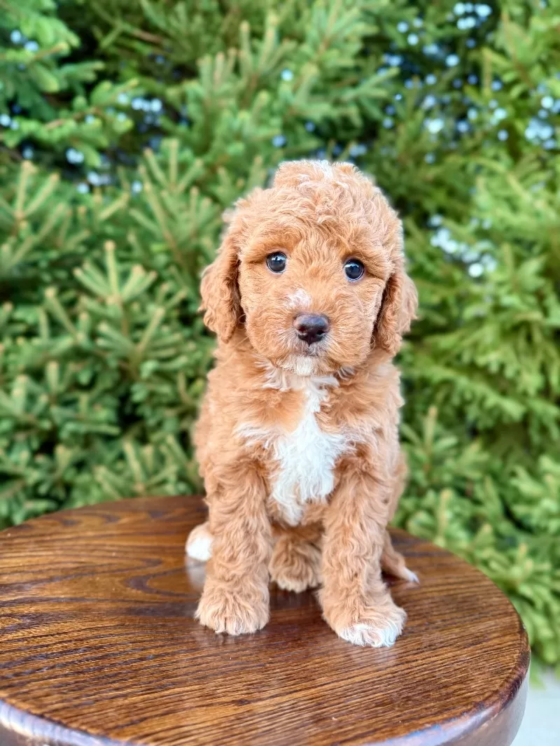 Willow