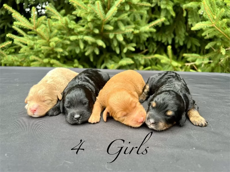 Coming soon!🥰Emmie and Clifford