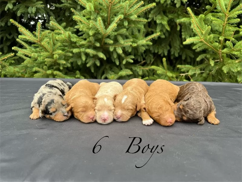 Coming soon!🥰Emmie and Clifford