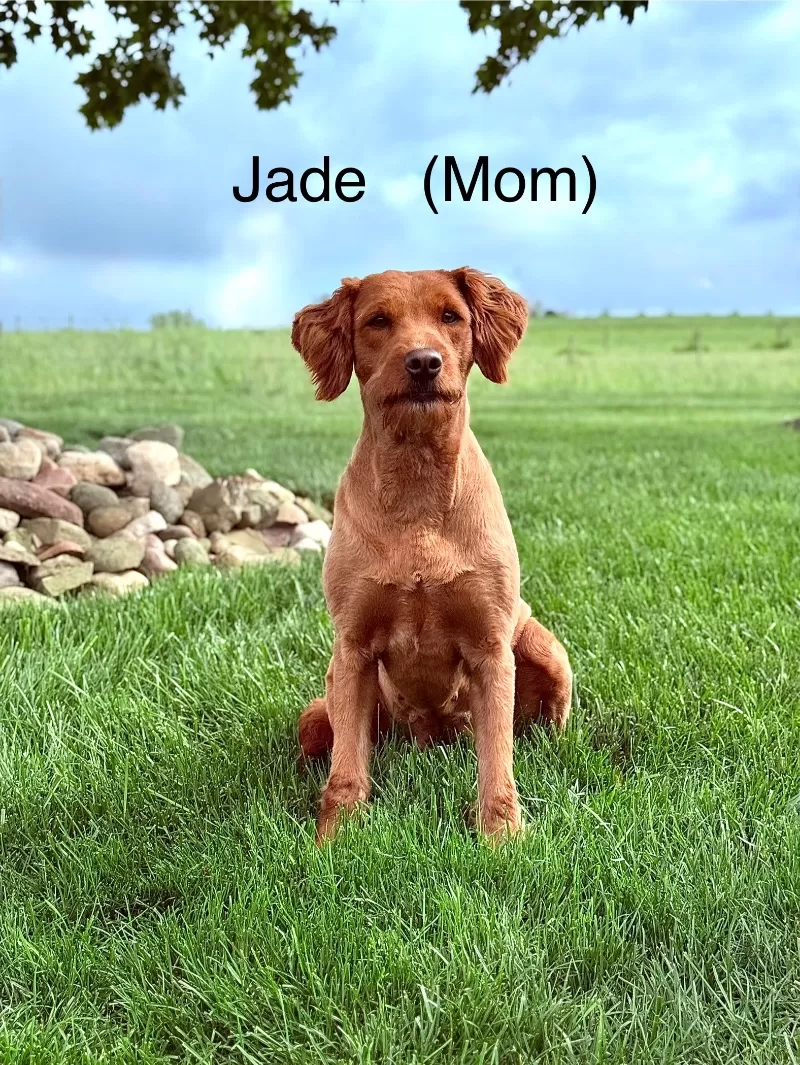 Coming soon!! 🎈Jade and Tundra