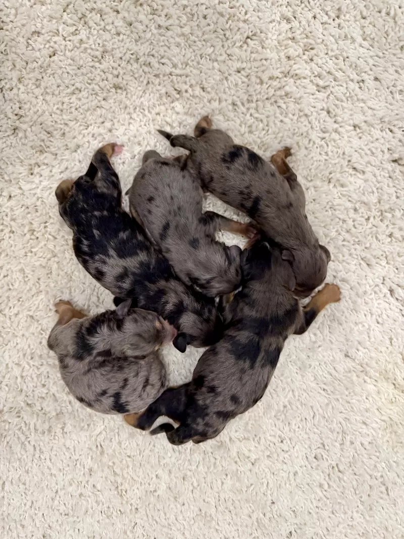 Puppy Name: 🎈Jade and Tundra puppies are here!!