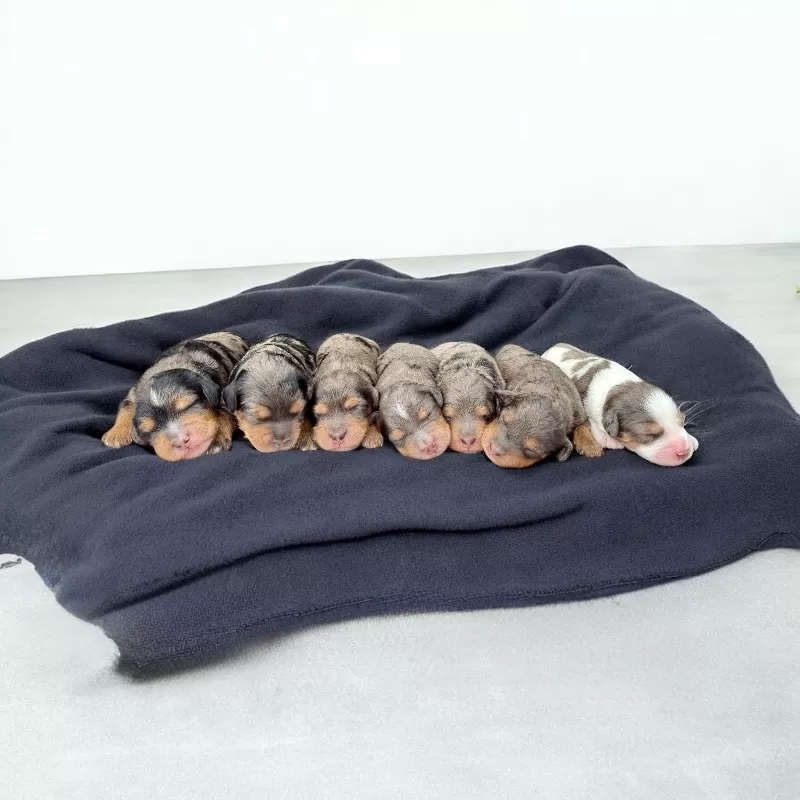 🎈Jade and Tundra puppies are here!!