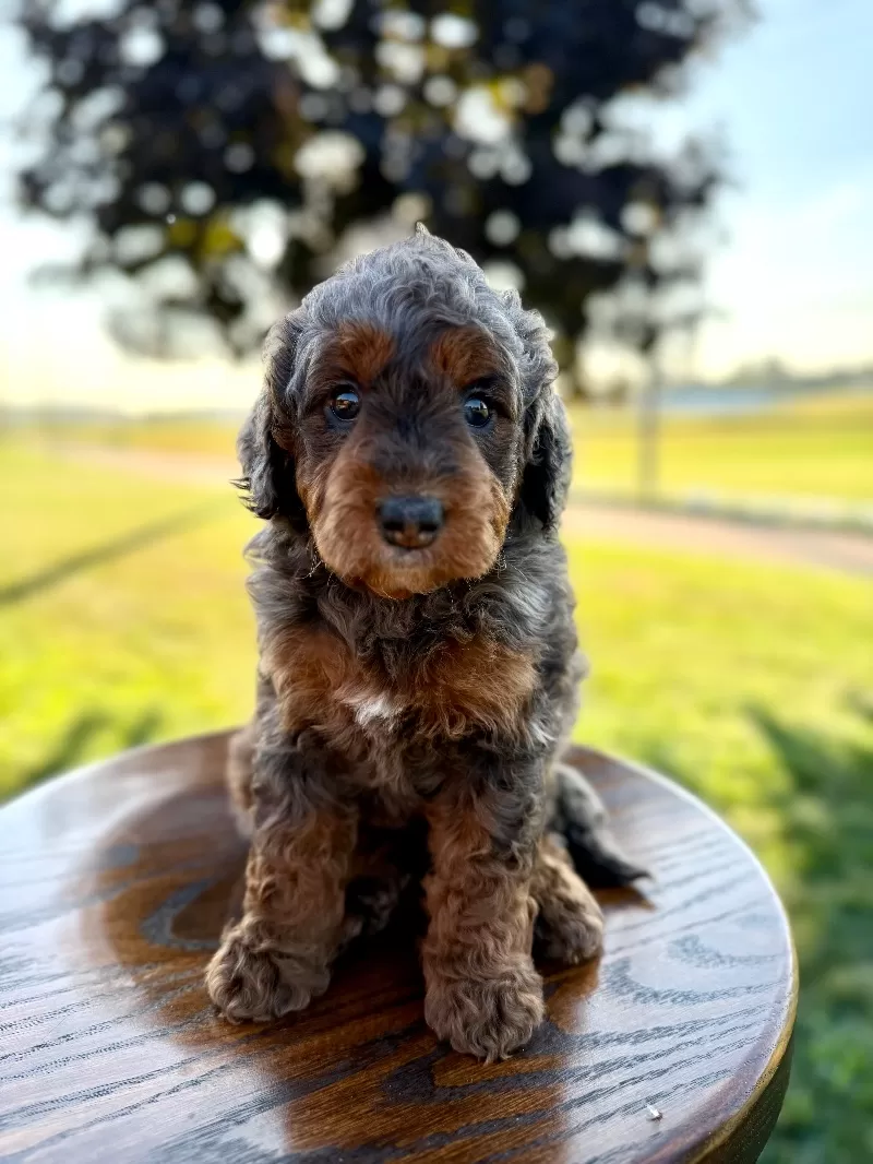 Bailey
