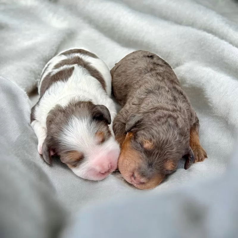 🎈Jade and Tundra puppies are here!!