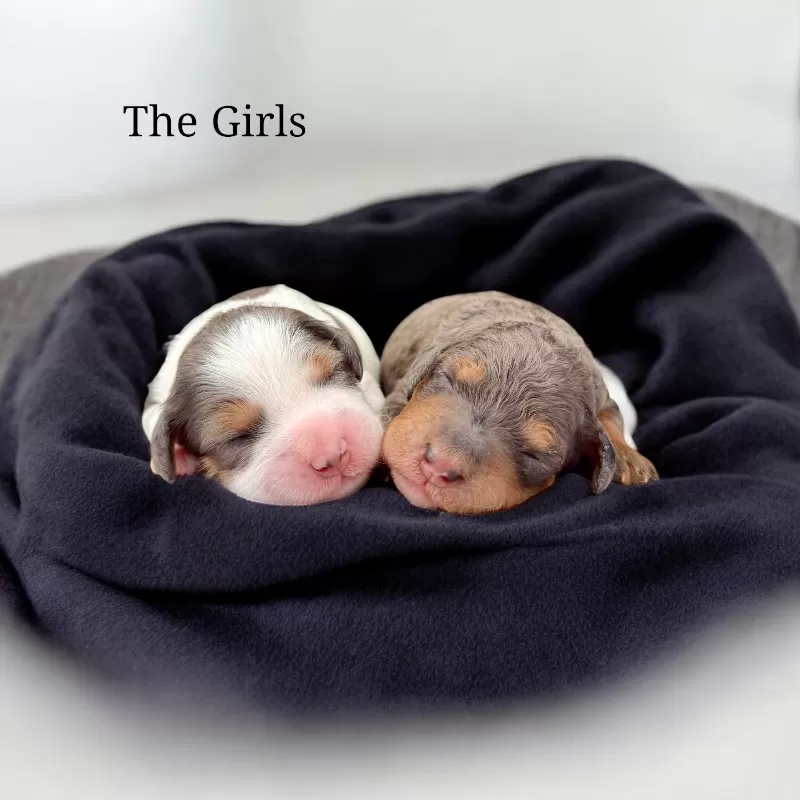 🎈Jade and Tundra puppies are here!!