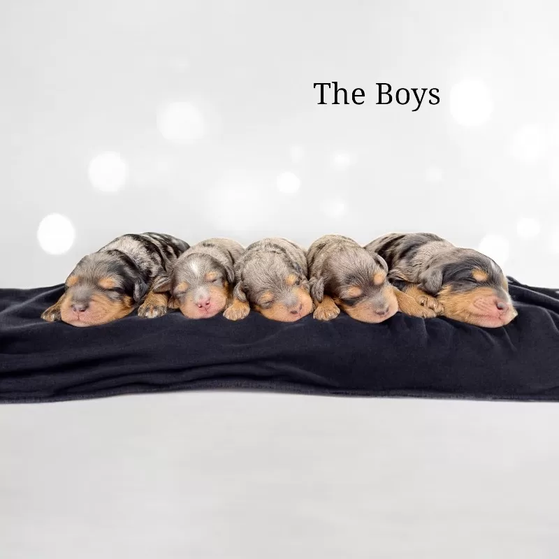 🎈Jade and Tundra puppies are here!!