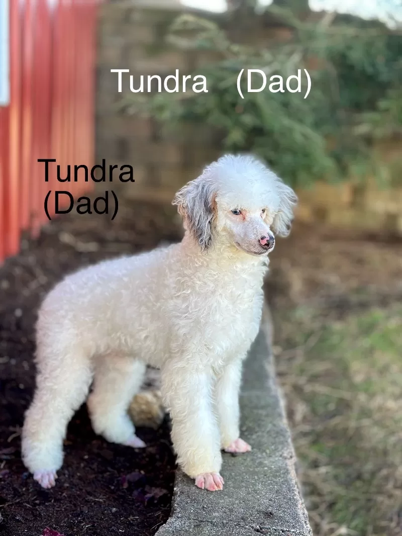Coming soon!! 🎈Jade and Tundra