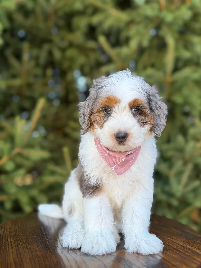 Puppy Name: Cora