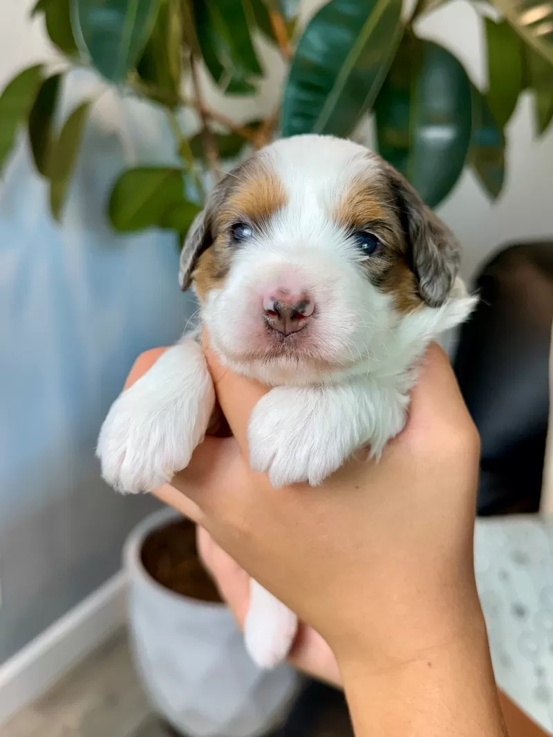 Cora