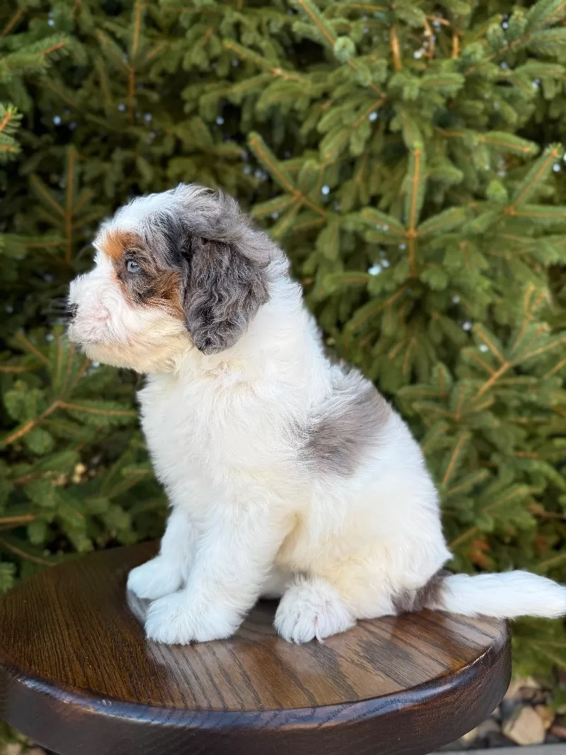 Cora