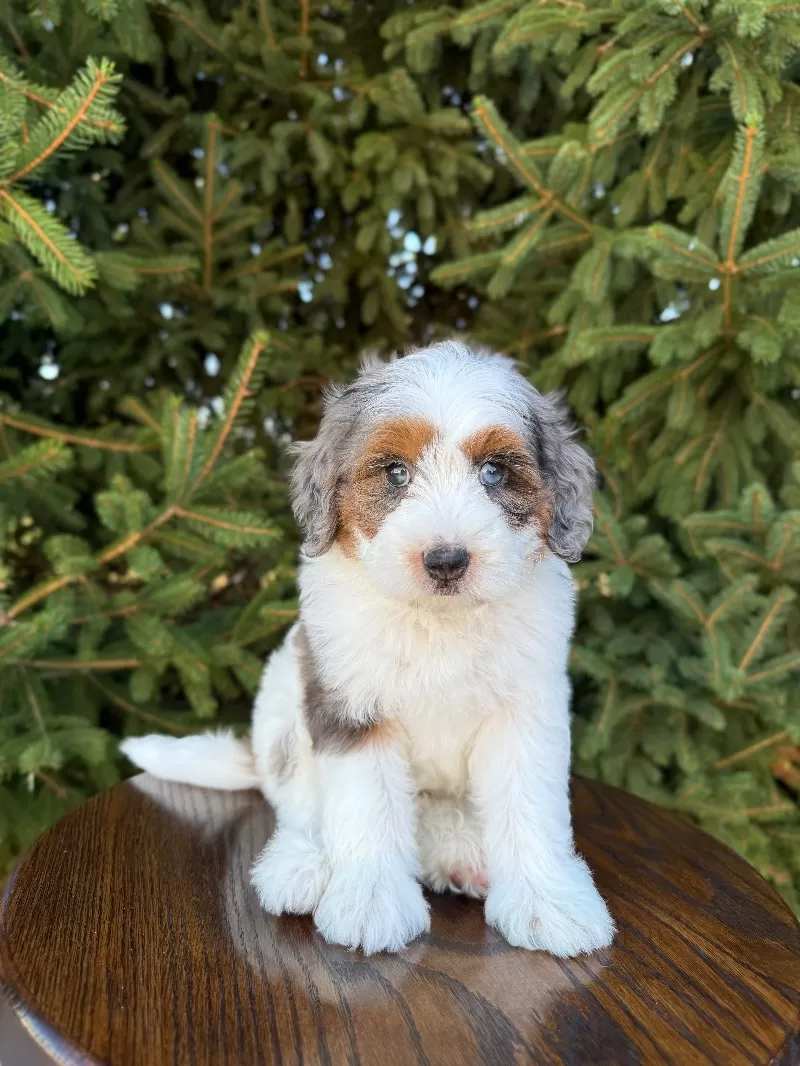 Cora