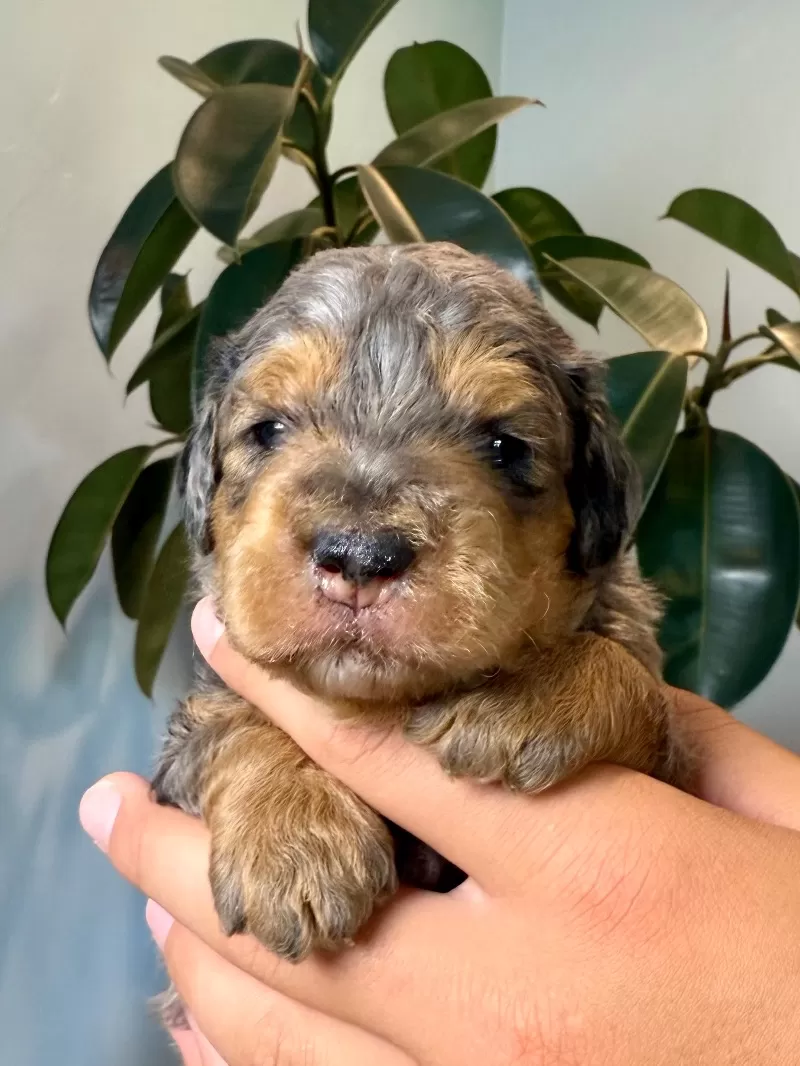 Puppy Name: Drew