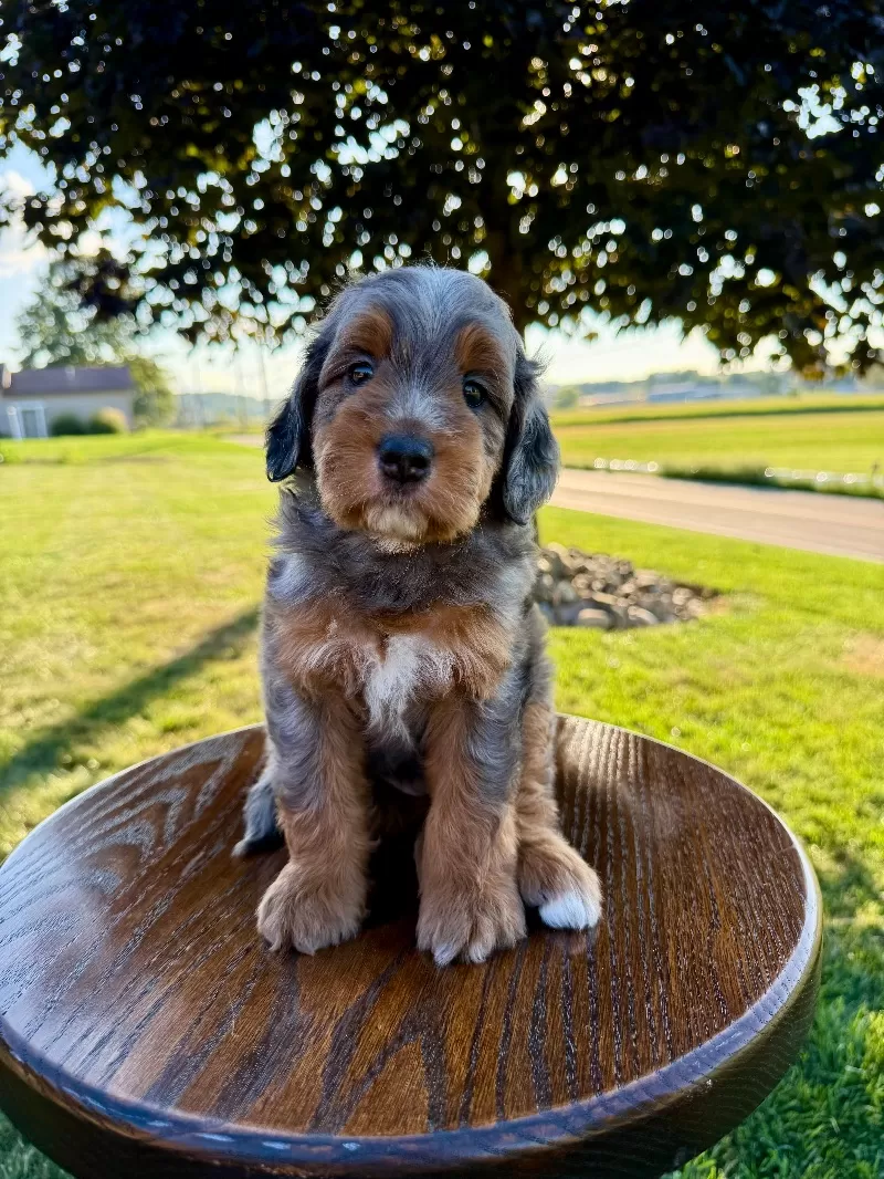 Riley