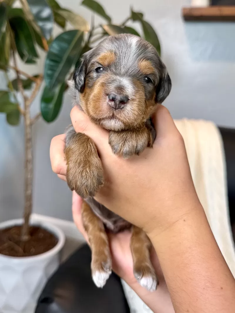 Puppy Name: Riley