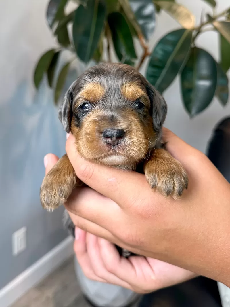 Puppy Name: Milo