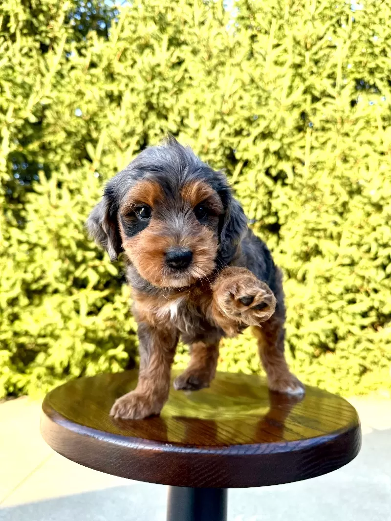 Milo
