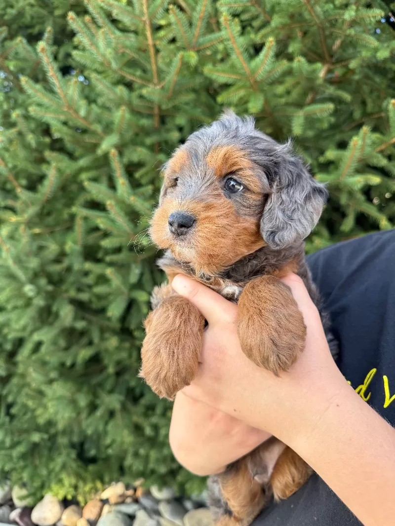 Milo