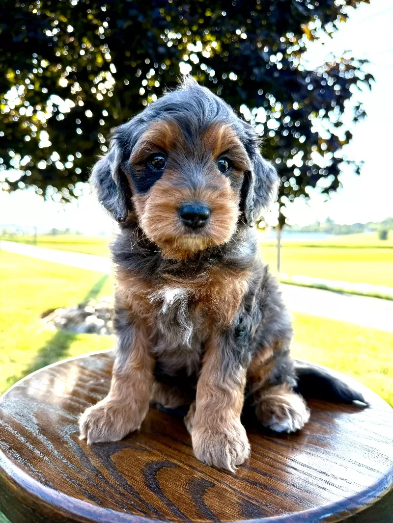 Milo