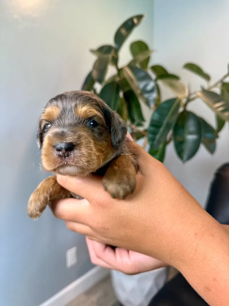 Milo