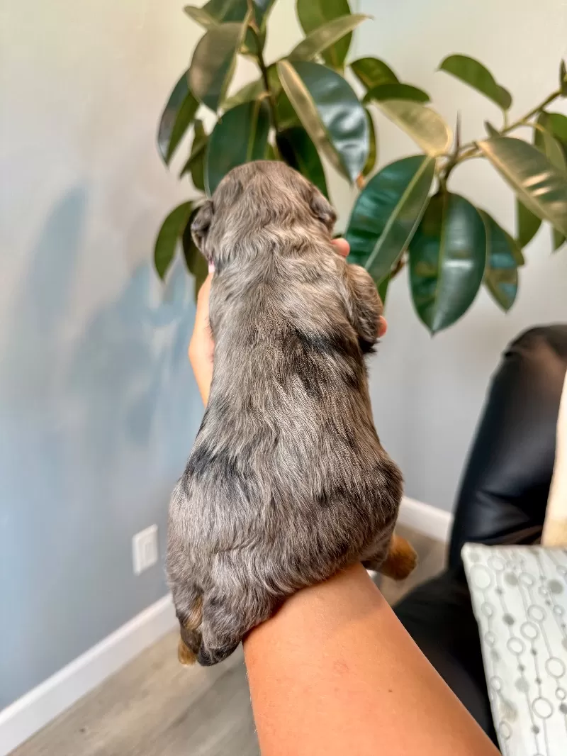 Milo