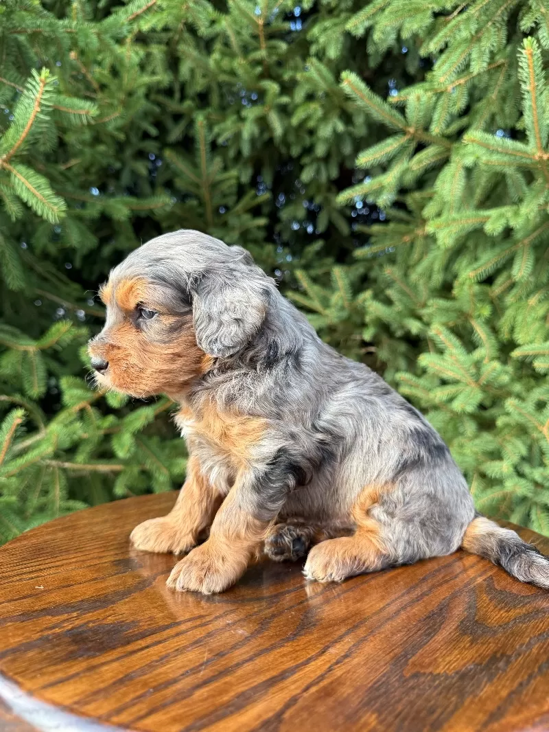 Milo