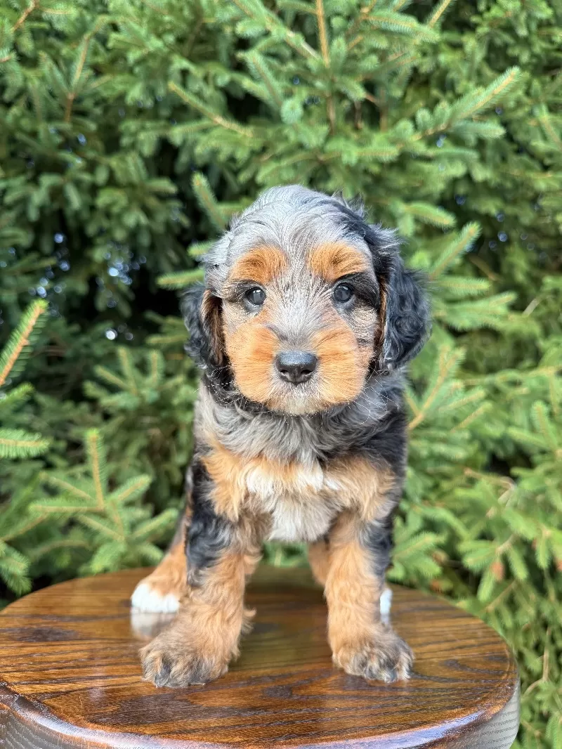 Baylor